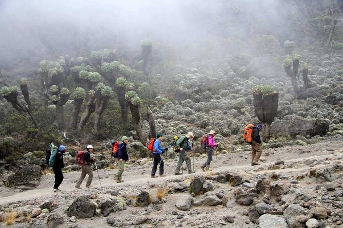 Kilimanjaro-marangu Route 6 Days Itinerary - Day 2: Marangu Gate to Mandara Hut through tropical rainforest