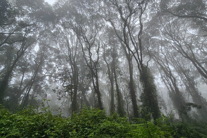 Kilimanjaro Northern Circuit Route 8 Days - Day 2 up through moorland: pole pole really matters