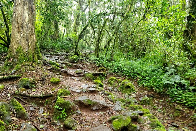 Kilimanjaro Private 2 Days Hiking Tour - Price and logistics: what you’re paying for, and why it can be worth it