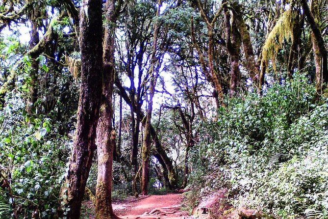 Kilimanjaro Private 2 Days Hiking Tour - Who should book this 2-day Kilimanjaro Private hike?