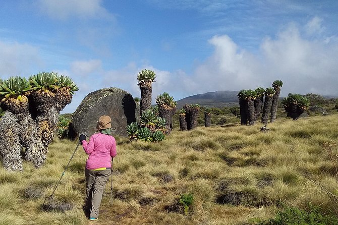 Kilimanjaro Summit Challenge: 6 Days via Marangu Route - Day 5: Midnight start to Gilman’s Point and Uhuru Peak, then down to Horombo
