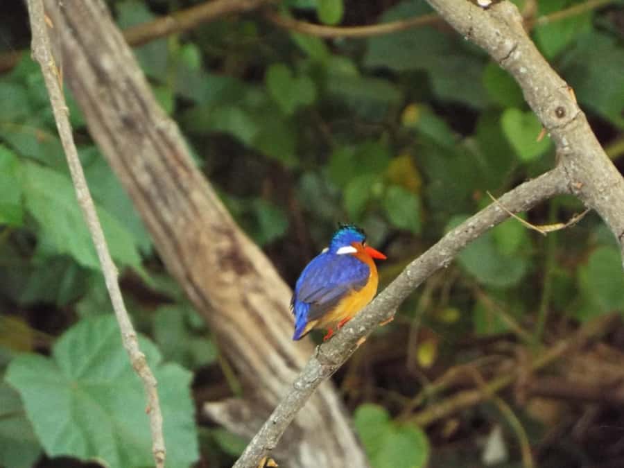 Kilimanjaro: Village Walk, Coffee Tour, Waterfall, and Lunch - First stop: Materuni Village, right on Kilimanjaro’s doorstep