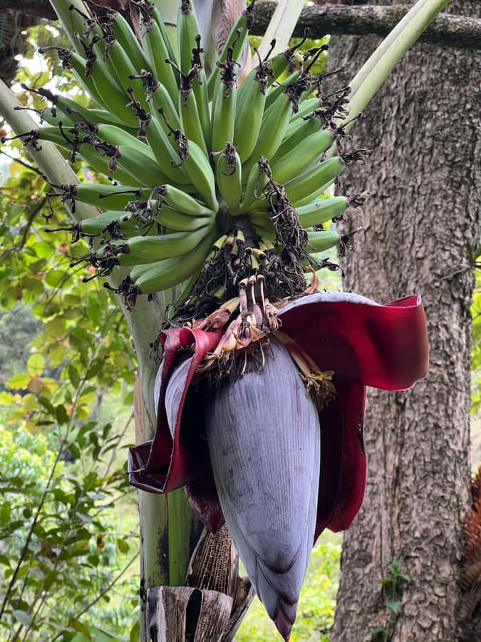 Kilimanjaro: Village Walk, Coffee Tour, Waterfall, and Lunch - Should you book this Kilimanjaro-side village day?
