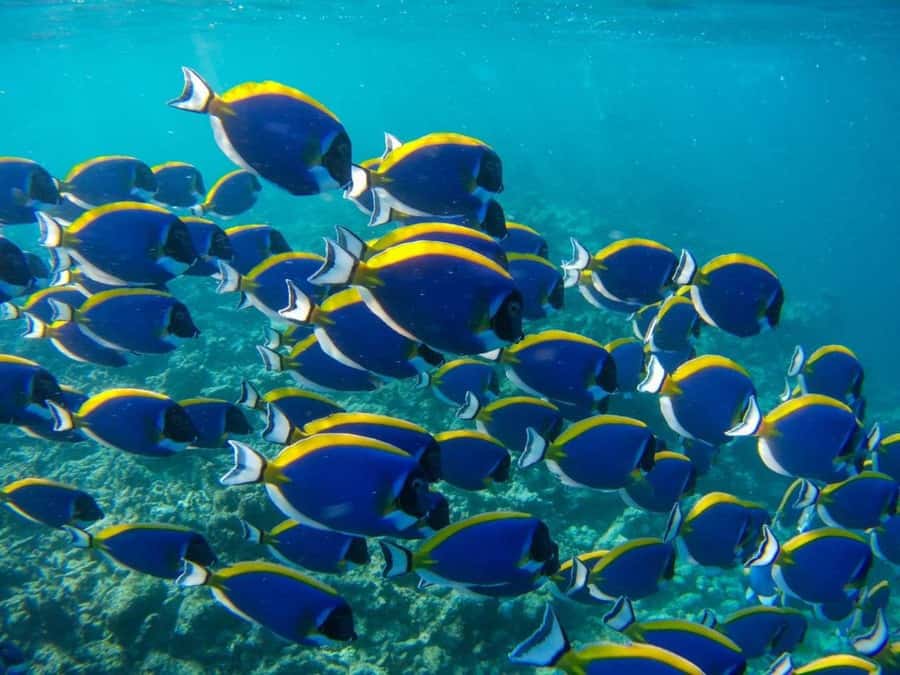 Kuza Cave, Tandem Clear Kayak, Rock Restaurant, Paje Beach - Key things to know before you go