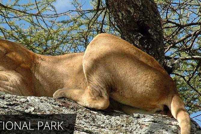 Lake Manyara National Park Full-Day Tour from Arusha - Optional bike tour and boat excursion: add them only if you want more than driving