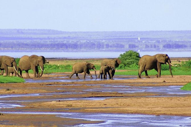 Lake Manyara National Park Full-Day Tour from Arusha - Your guide and comfort: a safari that runs on attention, not stress