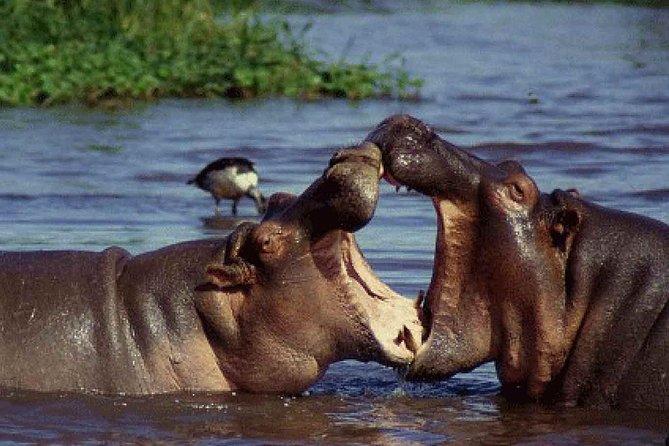 Lake Manyara National Park Full-Day Tour from Arusha - Packing and planning tips for Lake Manyara from Arusha
