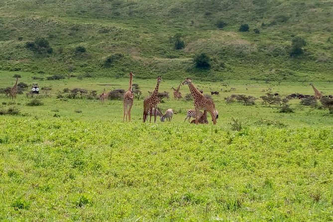 Latest Updates On The Top Best 3 day Serengeti Migration Safari - Moshi, your launchpad for Serengeti and Ngorongoro