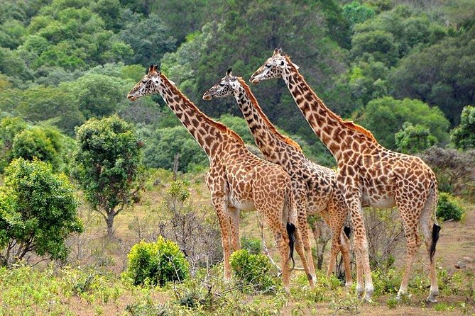 Latest Updates On The Top Best 3 day Serengeti Migration Safari - Day 2: Morning drives, footprint tracking, and the ride to Ngorongoro