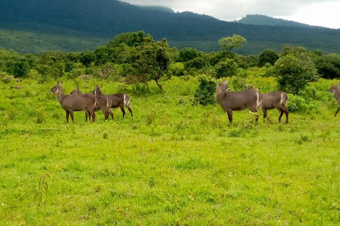 Latest Updates On The Top Best 3 day Serengeti Migration Safari - Migration timing: when dry season helps and when calving is the prize