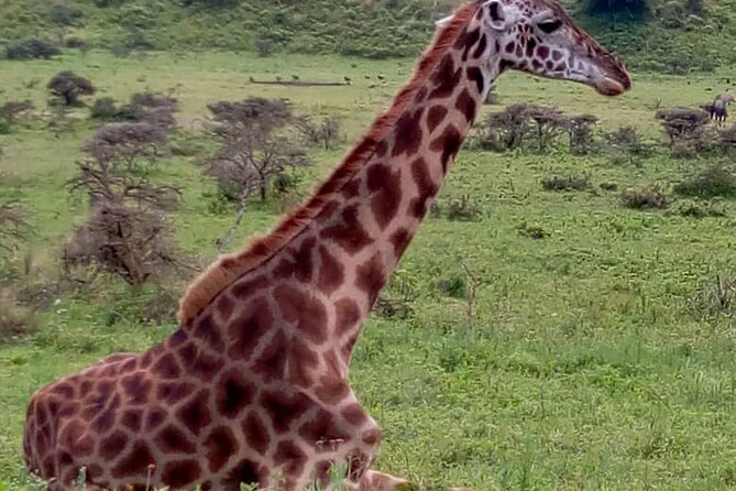 Latest Updates On The Top Best 3 day Serengeti Migration Safari - Who this safari suits best (and who should consider alternatives)