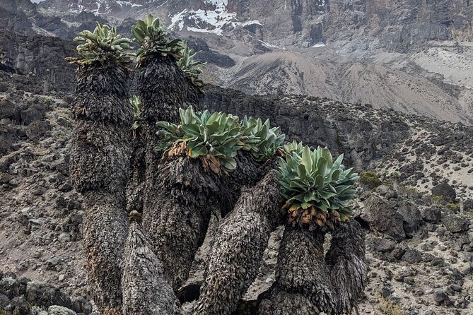 Lemosho Route 7 Days Trekking at Mount Kilimanjaro - Getting from Arusha to Kilimanjaro: 4x4 ride and permit check