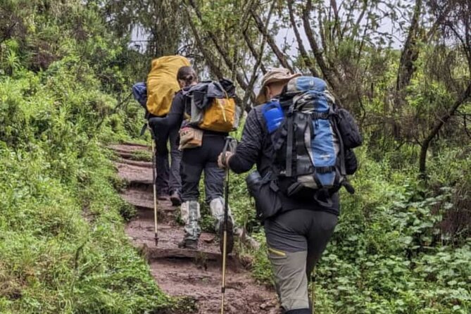 Lemosho Route 8 Days Kilimanjaro Climbing Tour - The Lemosho climb, day by day from gate to certificate