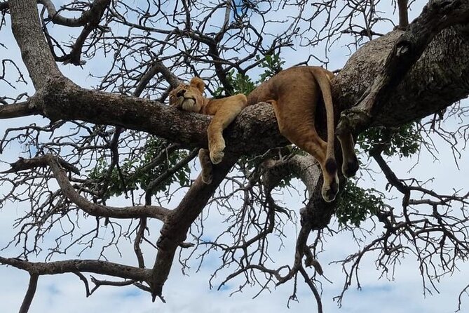 Leopard Luxury Safari in Tanzania - Day 1 in Arusha: settling in before the safari rhythm