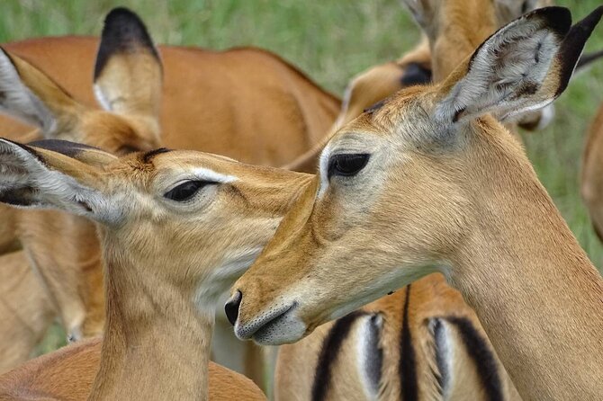 Leopard Luxury Safari in Tanzania - Olduvai Gorge Museum en route to the Serengeti