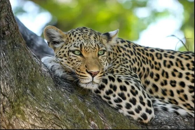 Leopard Luxury Safari in Tanzania - Full-day Serengeti game viewing: where the plains do the talking