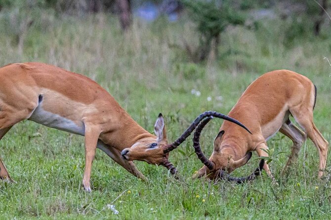 Leopard Luxury Safari in Tanzania - Ngorongoro Crater: black rhinos and lion viewing at the crater floor