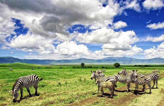 Living Among Lions - Arusha Pickup and the Morning Start That Changes Everything