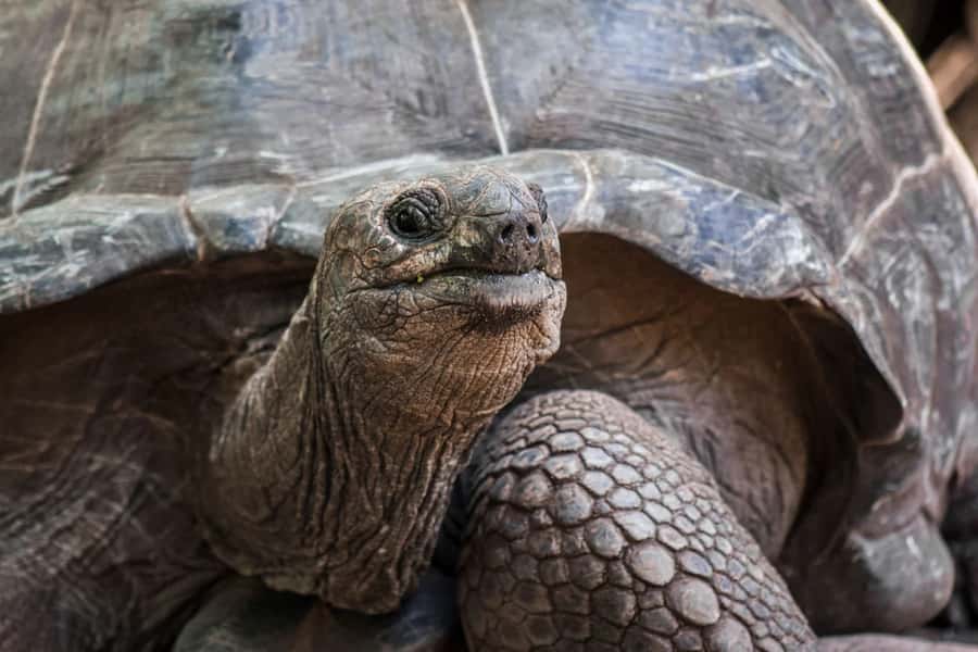 Lunch Break, Mnemba Tour, Swim with Turtles, Kendwa Beach - Key highlights you should care about