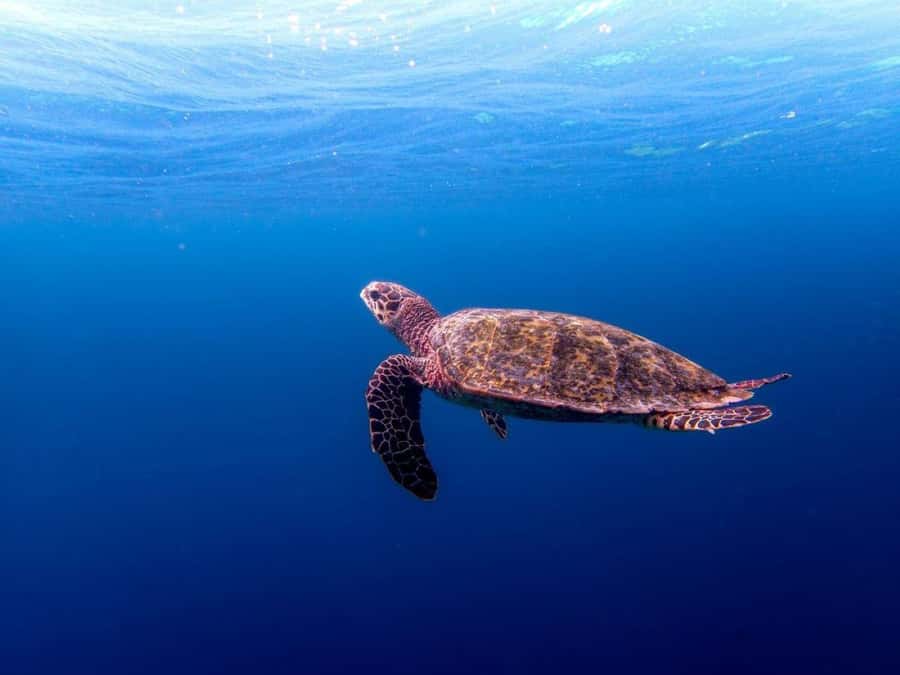 Lunch Break, Mnemba Tour, Swim with Turtles, Kendwa Beach - Price and value: is $180 per person fair for this much included?