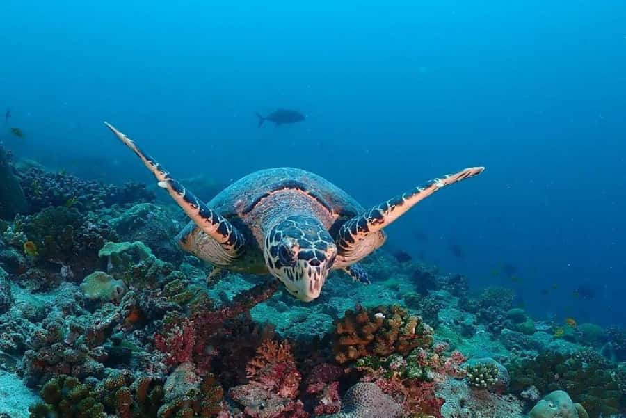 Lunch Break, Mnemba Tour, Swim with Turtles, Kendwa Beach - Who should book, and who should skip