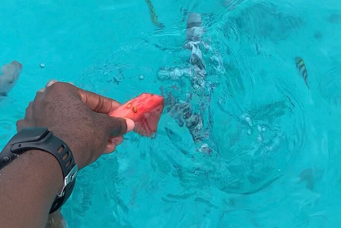 Luxury Swimming with DOLPHINS IN MNEMBA and LUNCH - Who should book this Mnemba dolphins and lunch trip