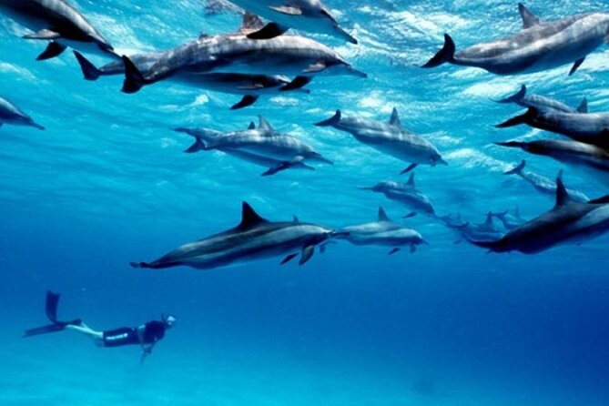 Luxury Tour to DOLPHINS, KUZA CAVE and THE ROCK RESTAURANT - FAQ