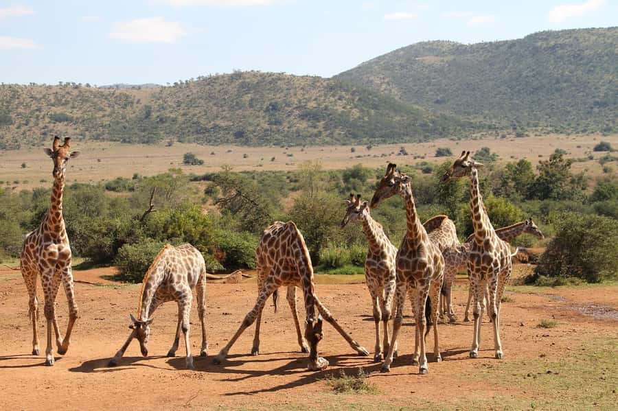 Maasai, Mikumi NP & Chizua Falls 3 Days From Dar es salaam - Key highlights you will actually feel