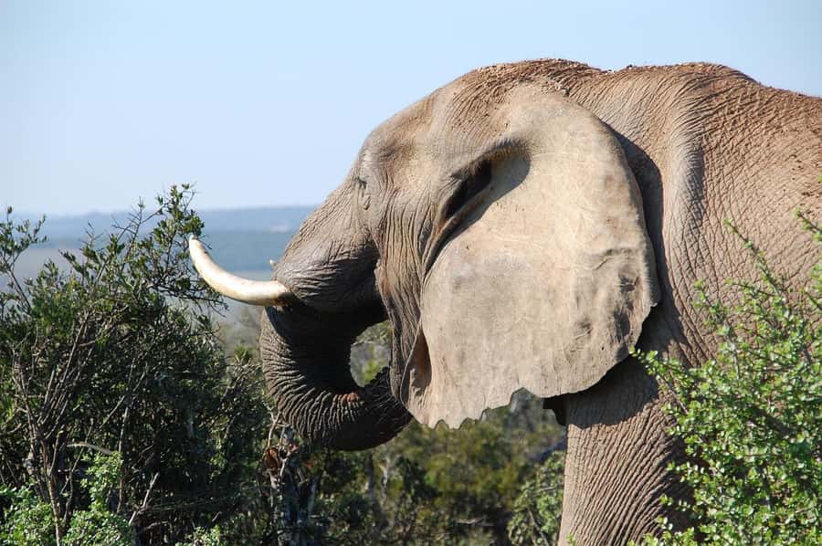Maasai, Mikumi NP & Chizua Falls 3 Days From Dar es salaam - Mikumi National Park transfers that start with an electric train