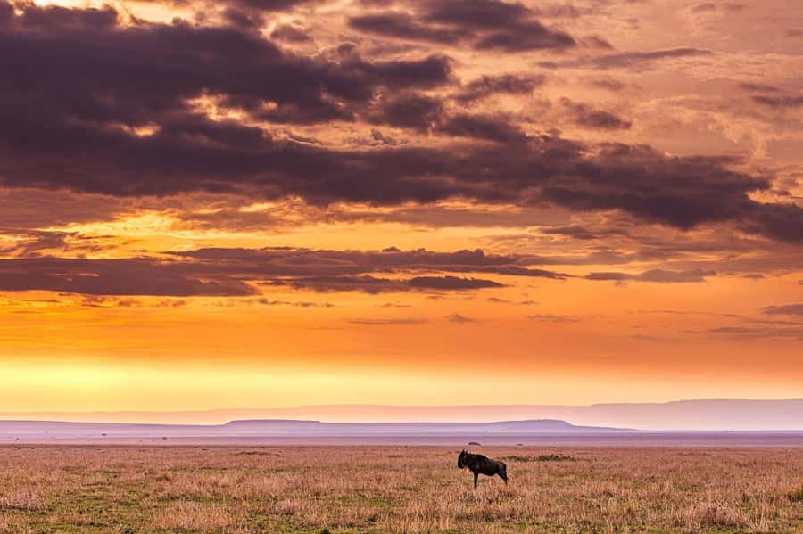 Maasai, Mikumi NP & Chizua Falls 3 Days From Dar es salaam - Lunch inside the park, and why it is worth it