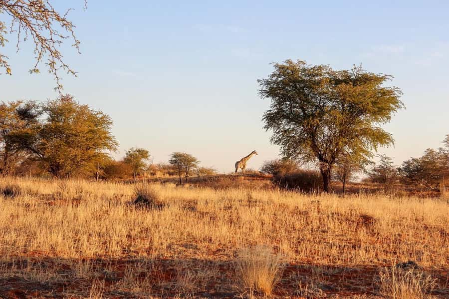 Maasai, Mikumi NP & Chizua Falls 3 Days From Dar es salaam - Day 3: rail back to Dar es Salaam, with a clean finish