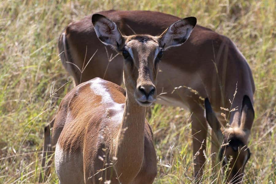 Maasai, Mikumi NP & Chizua Falls 3 Days From Dar es salaam - Who this trip suits best, and who should skip