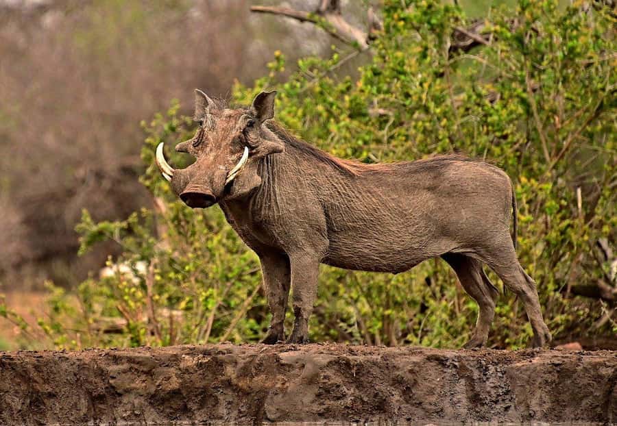 Maasai, Mikumi NP & Chizua Falls 3 Days From Dar es salaam - Open Jeep Game Drive: getting close to Mikumi’s big animals