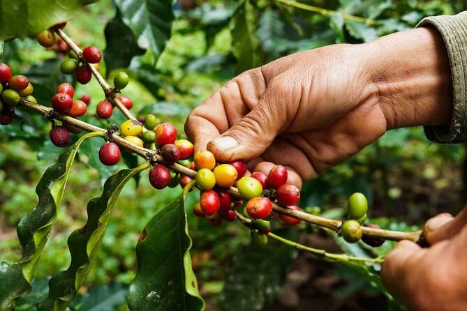 Maasai village visit, Materuni waterfalls & coffee experience - Materuni village to the falls: views, timing, and muddy trail reality