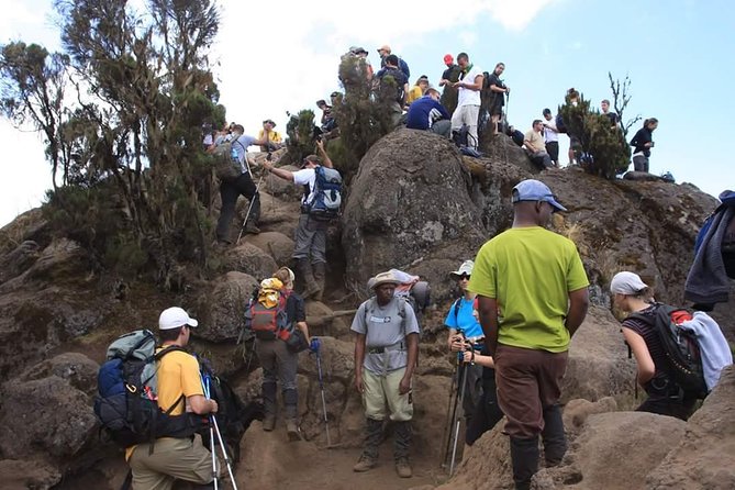 Machame Route 6 days 5 Nights/Kilimanjaro Climb - Day 2: Leaving the rainforest and stepping into Shira Plateau rhythm