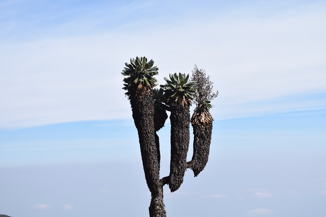 Machame Route 7 Days 6 Nights /Kilimanjaro Climb - Price and Value: What You Are Really Paying For