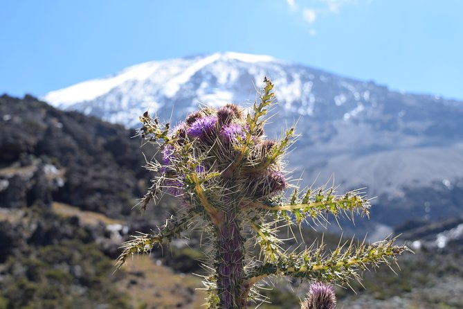 Machame Route 7 Days 6 Nights /Kilimanjaro Climb - Day 5: Karanga Camp to Barafu Camp (13,000 ft to 15,300 ft)