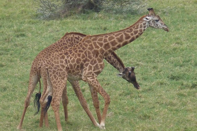Manyara and Ngorongoro Crater - Ngorongoro and Lake Manyara in Two Days: The Big Picture