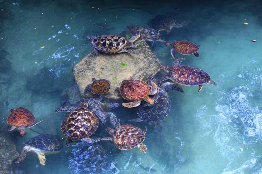 Massai village & Baraka turtules aquarium - Key Highlights You Should Care About