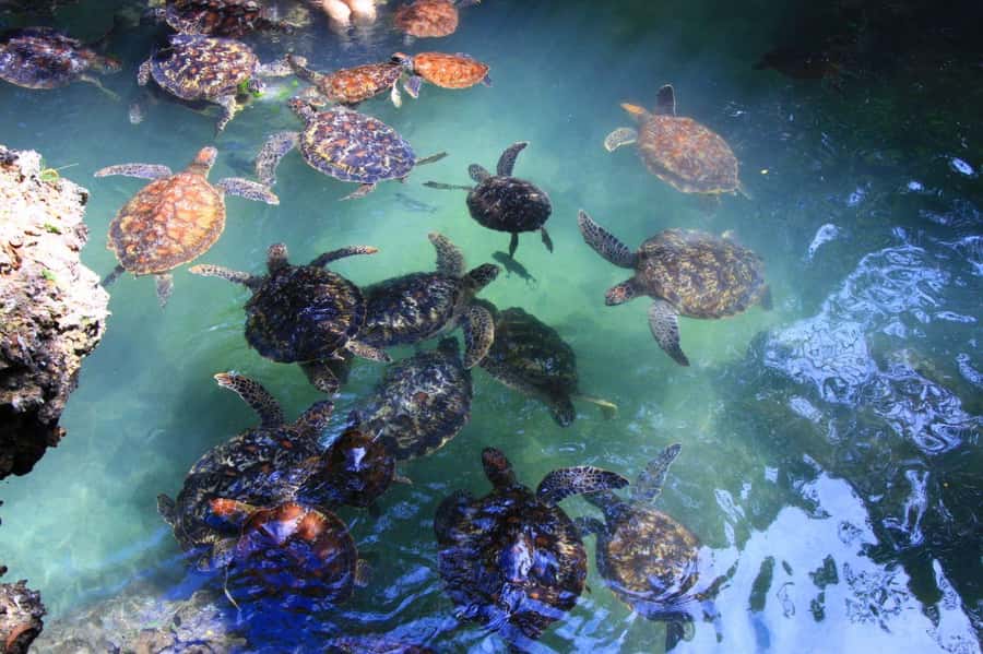 Massai village & Baraka turtules aquarium - Why This 5-Hour Maasai + Turtle Combo Works