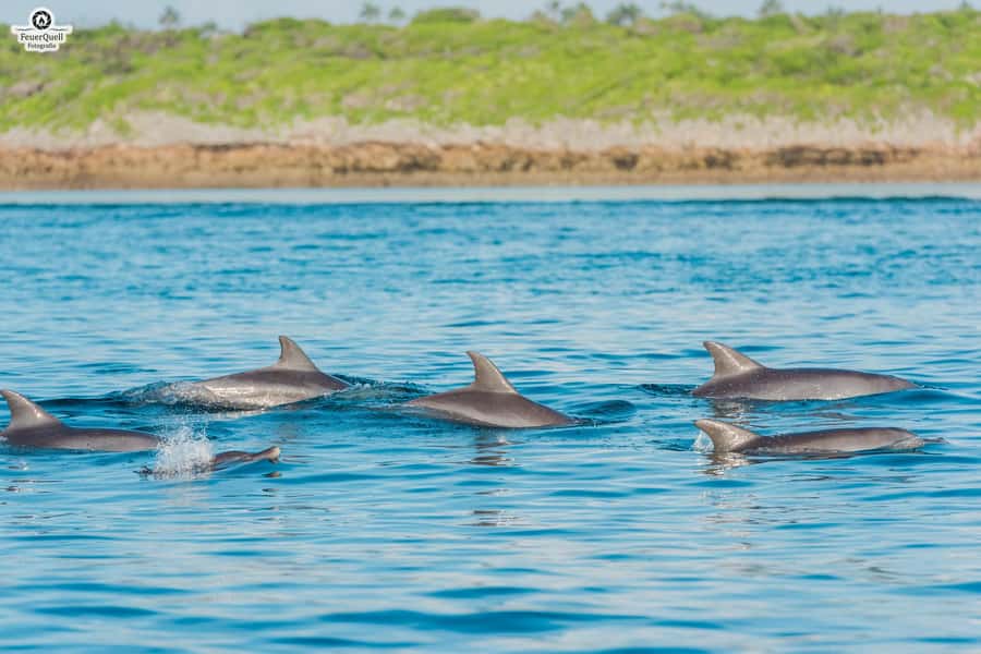 Matemwe: Mnemba Island Dolphin & Snorkeling Boat Trip - Sea turtles and the sandbar break, the comfortable rhythm