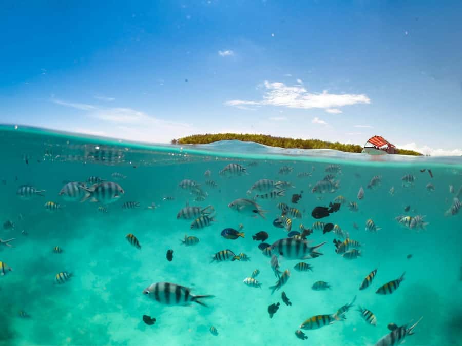 Matemwe: Mnemba Island Dolphin & Snorkeling Boat Trip - Return to Matemwe around 1:00pm, plus drop-off zones