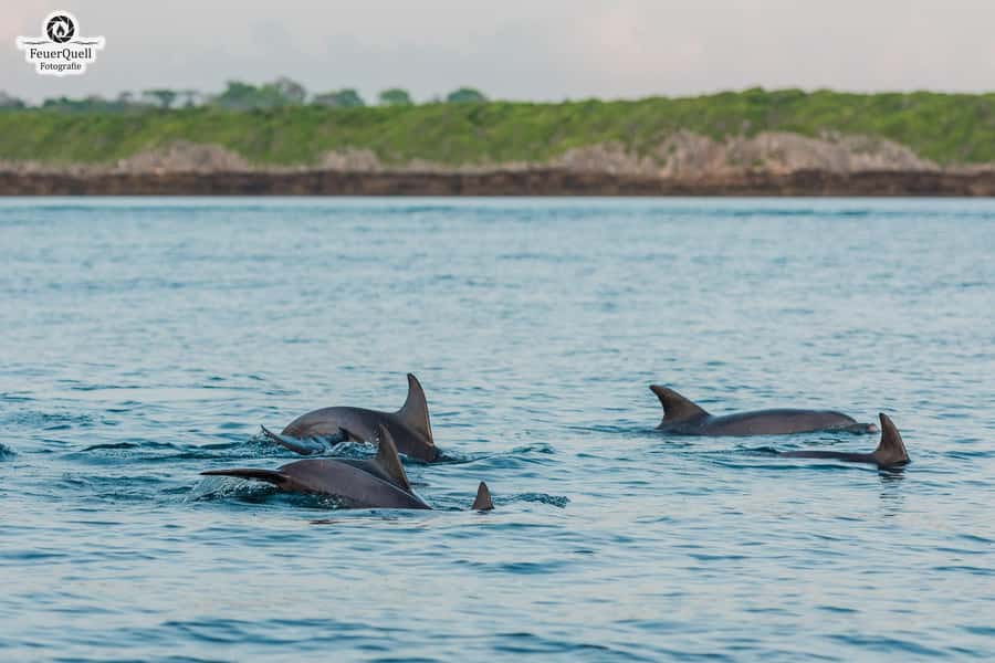 Matemwe: Mnemba Island Dolphin & Snorkeling Boat Trip - Price and value: what $35 really buys you