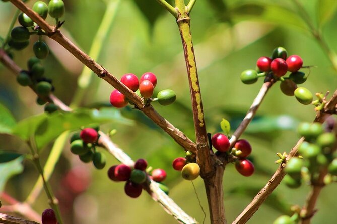 Materuni Thundering Waterfalls,Coffee Experience with Moshi Town Tour - The Materuni Waterfalls hike: 45 minutes of path, views, and possible slips