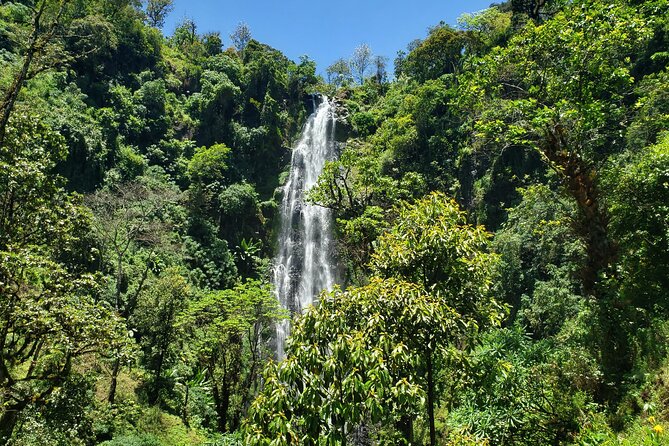 Materuni Waterfall, Coffee Tour and Picnic Hot Lunch - Chagga coffee tour: grinding, roasting, and singing your way through the process