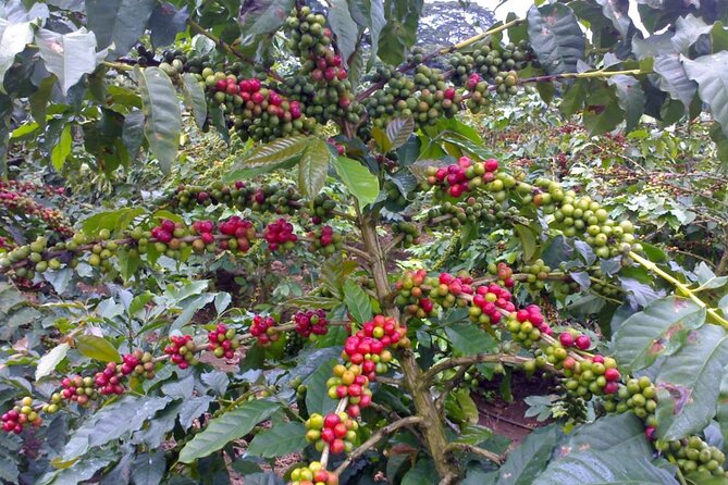 Materuni Waterfall Hike & Coffee Tour - The Chaga coffee tour, from planting to your cup