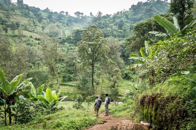 Materuni Waterfall Hike & Coffee Tour - Walking to Materuni Falls in the rainforest, what you should expect