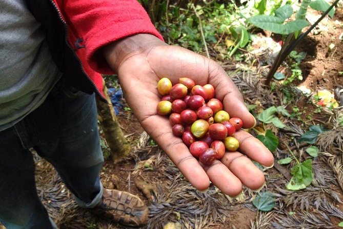 Materuni waterfalls and coffee Tour - Key reasons this tour is worth your time