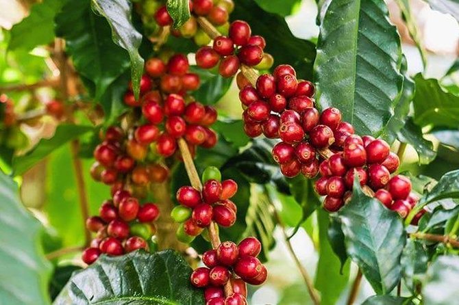 Materuni waterfalls and coffee Tour - Coffee Farm Stop: From Harvest to Your Cup