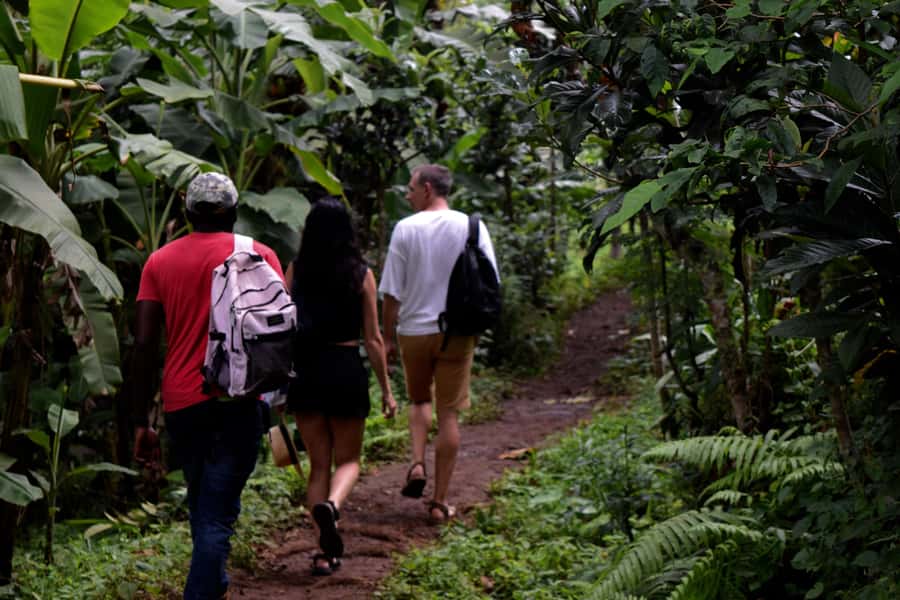 Materuni Waterfalls, Chemka Hot Springs, &/Or Coffee Tour - A Moshi or Arusha Day Trip That Blends Waterfalls, Springs, and Coffee
